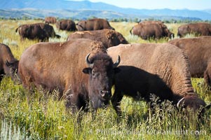 Bison herd, Bison bison, Grand Teton National Park, Wyoming