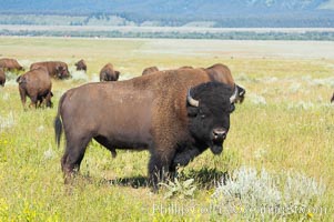 Bison herd, Bison bison, Grand Teton National Park, Wyoming