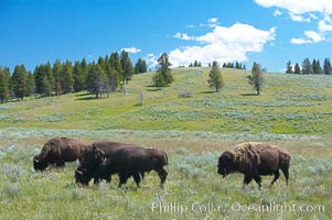 The Hayden herd of bison grazes, Bison bison, Hayden Valley, Yellowstone National Park, Wyoming