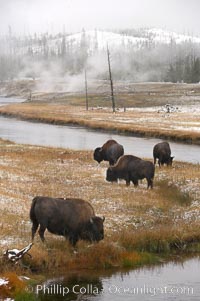 Bison graze along the Firehole River, Bison bison, Yellowstone National Park, Wyoming