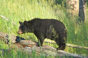 Black bear, Lamar Valley. The black bear is frequently seen in Yellowstone National Park, Ursus americanus