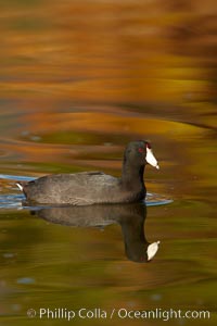 American coot, Fulica americana, Santee Lakes