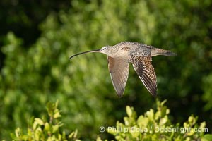 American Curlew, Rusty Curlew in flight, Numenius americanus, Alafia Banks, Florida, Numenius americanus, Alafia Banks Critical Wildlife Area, Tampa