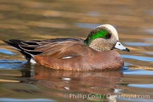 American wigeon, male, Anas americana, Socorro, New Mexico