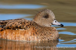 American wigeon, female, Anas americana, Socorro, New Mexico