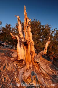 Ancient bristlecone pine tree, rising above the arid, dolomite-rich slopes of the Schulman Grove in the White Mountains at an elevation of 9500 above sea level, along the Methuselah Walk.  The oldest bristlecone pines in the world are found in the Schulman Grove, some of them over 4700 years old. Ancient Bristlecone Pine Forest, Pinus longaeva, White Mountains, Inyo National Forest