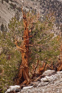 Ancient bristlecone pine tree, rising from arid, dolomite-rich slopes of the Patriarch Grove in the White Mountains at an elevation of 11,000 above sea level, White Mountains, Inyo National Forest