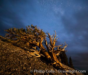 Ancient Bristlecone Pine Tree at night, stars and the Milky Way galaxy visible in the evening sky, near Patriarch Grove, Pinus longaeva, Ancient Bristlecone Pine Forest, White Mountains, Inyo National Forest