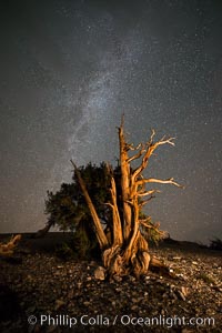 Ancient Bristlecone Pine Tree at night, stars and the Milky Way galaxy visible in the evening sky, near Patriarch Grove, Pinus longaeva, Ancient Bristlecone Pine Forest, White Mountains, Inyo National Forest