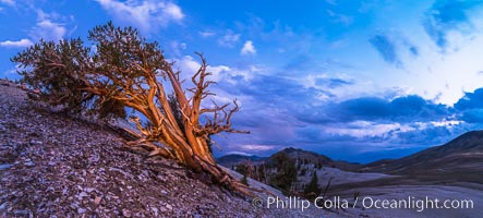 Ancient Bristlecone Pine Tree at sunset, panorama, with storm clouds passing over the White Mountains.  The eastern Sierra Nevada is just visible in the distance, Pinus longaeva, Ancient Bristlecone Pine Forest, White Mountains, Inyo National Forest