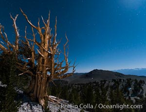 Ancient bristlecone pine trees at night, under a clear night sky full of stars, lit by a full moon, near Patriarch Grove, Pinus longaeva, White Mountains, Inyo National Forest
