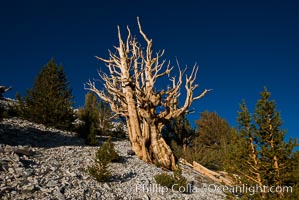 Ancient bristlecone pine trees in Patriarch Grove, display characteristic gnarled, twisted form as it rises above the arid, dolomite-rich slopes of the White Mountains at 11000-foot elevation. Patriarch Grove, Ancient Bristlecone Pine Forest, Pinus longaeva, White Mountains, Inyo National Forest