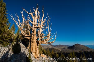 Ancient bristlecone pine trees in Patriarch Grove, display characteristic gnarled, twisted form as it rises above the arid, dolomite-rich slopes of the White Mountains at 11000-foot elevation. Patriarch Grove, Ancient Bristlecone Pine Forest, Pinus longaeva, White Mountains, Inyo National Forest