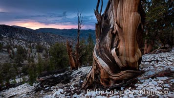 Sunset over Patriarch Grove and White Mountains.  An ancient bristlecone pine tree at sunset, White Mountains, Inyo National Forest