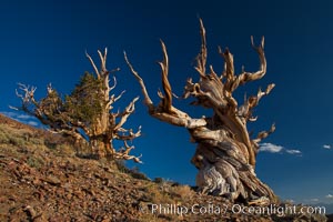Ancient bristlecone pine trees in the White Mountains, at an elevation of 10,000' above sea level.  These are some of the oldest trees in the world, reaching 4000 years in age, Pinus longaeva, Ancient Bristlecone Pine Forest, White Mountains, Inyo National Forest