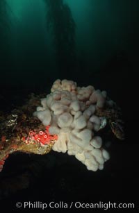 Soft coral, San Miguel Island