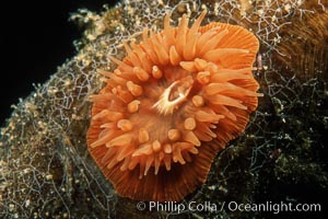 Unidentified marine anemone on kelp stipe, Monterey Bay National Marine Sanctuary