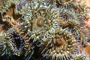 Anemones Clustered Together on Rocky Reef, Sea of Cortez, Isla Angel de la Guarda, Baja California, Mexico