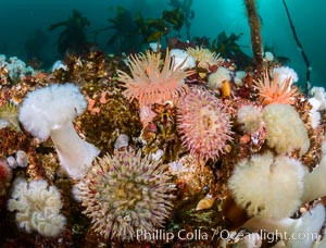 Colorful anemones and soft corals, bryozoans and kelp cover the rocky reef in a kelp forest near Vancouver Island and the Queen Charlotte Strait.  Strong currents bring nutrients to the invertebrate life clinging to the rocks