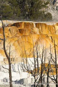 Angel Terrace, Mammoth Hot Springs, Yellowstone National Park, Wyoming