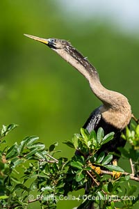 Anhinga, Anhinga anhinga, Florida, Harley Davidson Rookery, Brandon