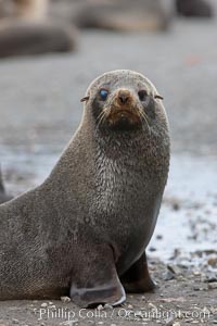 Antarctic fur seal, with injured or diseased right eye, Arctocephalus gazella, Right Whale Bay