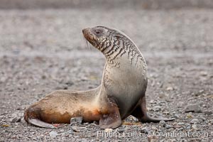 Antarctic fur seal, Arctocephalus gazella, Right Whale Bay