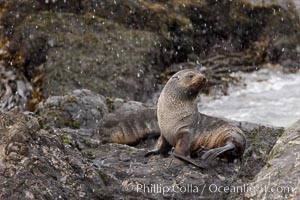 Antarctic fur seal, snowing, on rocky shoreline, Arctocephalus gazella, Hercules Bay