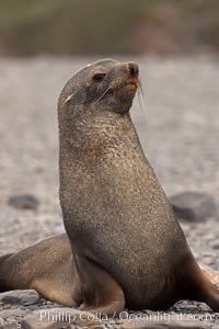 Antarctic fur seal, Arctocephalus gazella, Right Whale Bay