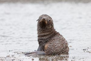 Antarctic fur seal, pup, juvenile, Arctocephalus gazella, Right Whale Bay