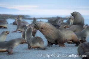 Adult male Antarctic fur seal (bull), chasing down a female in his harem to confirm his dominance, during mating season, Arctocephalus gazella, Right Whale Bay