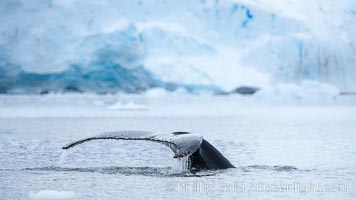 Antarctic humpback whale, raising its fluke (tail) before diving, Neko Harbor, Antarctica, Megaptera novaeangliae