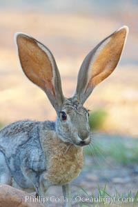 Antelope jackrabbit, Lepus alleni, Amado, Arizona