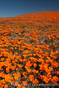 California poppies, hillside of brilliant orange color, Lancaster, CA, Eschscholtzia californica, Eschscholzia californica, Antelope Valley California Poppy Reserve SNR