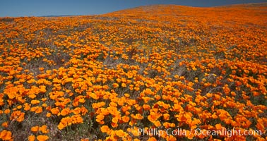 California poppies, hillside of brilliant orange color, Lancaster, CA, Eschscholtzia californica, Eschscholzia californica, Antelope Valley California Poppy Reserve SNR