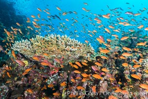 Anthias fairy basslet fish school over a Fijian coral reef, polarized and swimming together again a strong current. Fiji, Pseudanthias