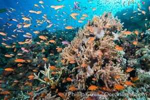 Anthias fairy basslet fish school over a Fijian coral reef, polarized and swimming together again a strong current. Fiji, Pseudanthias