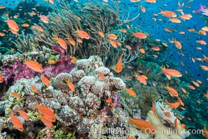 Anthias fairy basslet fish school over a Fijian coral reef, polarized and swimming together again a strong current. Fiji, Pseudanthias