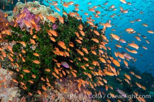 Anthias fish school around green fan coral, Fiji, Pseudanthias