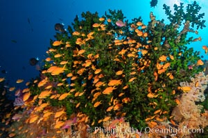 Anthias fish school around green fan coral, Fiji, Pseudanthias