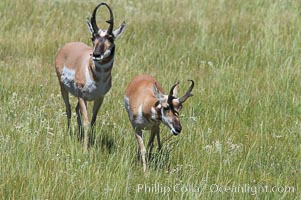 Pronghorn antelope, Lamar Valley.  The Pronghorn is the fastest North American land animal, capable of reaching speeds of up to 60 miles per hour. The pronghorns speed is its main defense against predators, Antilocapra americana, Yellowstone National Park, Wyoming