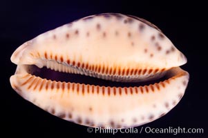 Arabian Cowrie, Cypraea arabica grayana