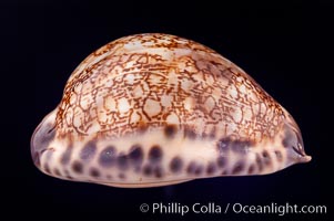Ocellate cowrie shells (Cypraea ocellata) Our beautiful pictures