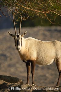 Arabian oryx.  The Arabian oryx is now extinct in the wild over its original range, which included the Sinai and Arabian peninsulas, Jordan, Syria and Iraq.  A small population of Arabian oryx have been reintroduced into the wild in Oman, with some success, Oryx leucoryx