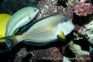 Arabian surgeonfish, Acanthurus sohal