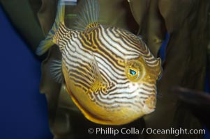 Ornate cowfish, male coloration, Aracana ornata