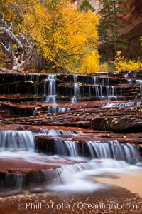 Archangel Falls in autumn, near the Subway in North Creek Canyon, with maples and cottonwoods turning fall colors, Zion National Park, Utah