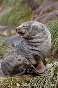 Antarctic fur seal, adult male (bull), Arctocephalus gazella, Hercules Bay