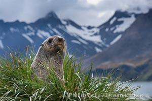 Antarctic fur seal on tussock grass, with the mountains of South Georgia Island and Fortuna Bay in the background, Arctocephalus gazella
