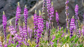 Arizona lupine is a common early spring ephemeral wildflower of the Colorado Desert. The purple-pink flowers show a yellow spot on the upper petal, which changes in color to red once the flower has been pollinated to discourage insects from visiting it after pollination, Anza-Borrego Desert State Park, Borrego Springs, California